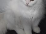 All White Dollface Persian Kitten - Persian Kitten For Sale - Parma&comma; OH&comma; US