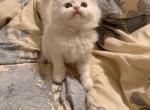 Persian munchkin Himalayan - Munchkin Kitten For Sale - Chittenango&comma; NY&comma; US