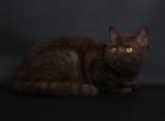 Chocolate British Shorthair - British Shorthair Kitten For Sale - NY&comma; US