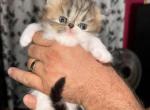 Shiloh - Persian Kitten For Sale - 