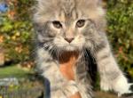 Mercury - Maine Coon Kitten For Sale - Moscow Mills&comma; MO&comma; US