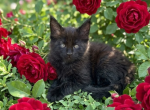 Smoky - Maine Coon Kitten For Sale - 