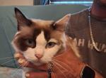 Marigold current Queen reduced - Ragdoll Cat For Sale/Service - IN&comma; US