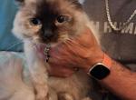 Mazie tortie ragdoll - Ragdoll Kitten For Sale - IN&comma; US
