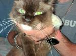 Emberlyn current Queen - Ragdoll Cat For Sale - IN&comma; US