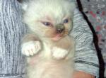 Ragdoll boys - Ragdoll Kitten For Sale - IN&comma; US