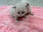 Pearls litter - Ragdoll Kitten For Sale - Freeburg&comma; PA&comma; US