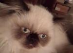 Mariah's kittens - Himalayan Kitten For Sale - Thornville&comma; OH&comma; US