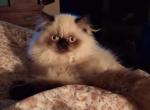 Paula's Persians - Persian Kitten For Sale - Thornville&comma; OH&comma; US