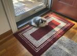 Petunia - Persian Kitten For Sale - Medway&comma; OH&comma; US