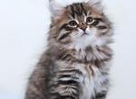 Litter Q of Sibaris - Siberian Kitten For Sale - Frederick&comma; MD&comma; US