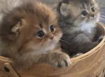 Tiffany - Scottish Fold Kitten For Sale - Sacramento&comma; CA&comma; US