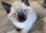 Siamese - Siamese Kitten For Sale - Adams&comma; WI&comma; US
