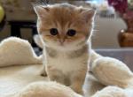 Dasha - British Shorthair Kitten For Sale - New York&comma; NY&comma; US