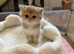 Dasha - British Shorthair Kitten For Sale - New York&comma; NY&comma; US