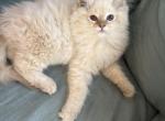 Chocolate lynx female - Ragdoll Kitten For Sale - 