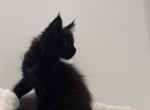 Onyx - Maine Coon Kitten For Sale - Irvine&comma; CA&comma; US