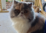 Cfa 7mo dilute calico kitten with haircut - Persian Kitten For Sale - Woodburn&comma; IN&comma; US