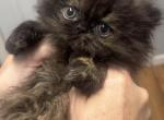 Baby - Persian Kitten For Sale - Conyers&comma; GA&comma; US