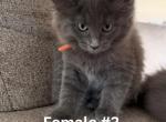 MaineCoons - Maine Coon Kitten For Sale - Big Lake&comma; MN&comma; US