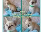 Lilac point siamese male - Siamese Kitten For Sale - 