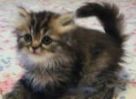 Dolly - Persian Kitten For Sale - Hagerstown&comma; MD&comma; US