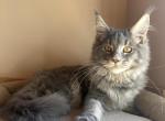 Luna - Maine Coon Kitten For Sale - Denver&comma; CO&comma; US
