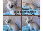Lilac point siamese male brown collar - Siamese Kitten For Sale - 