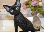 Devon Rex black male and female - Devon Rex Kitten For Sale - Hollywood&comma; FL&comma; US