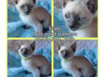 Blue point male yellow collar - Siamese Kitten For Sale - 