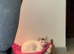 Kiki - American Shorthair Cat For Adoption - Superior&comma; WI&comma; US