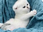 Silver kittens - Scottish Fold Kitten For Sale - 