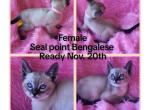 Seal point Bengalese - Bengal Kitten For Sale - 