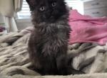 Black Smoke - Maine Coon Kitten For Sale - Finksburg&comma; MD&comma; US