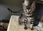 Silver charcoal green collar - Bengal Kitten For Sale - Litchfield&comma; IL&comma; US
