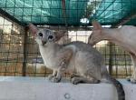 Gisele Marbleficent - Siamese Cat For Sale - Vienna&comma; AT