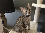 Purple collar brown - Bengal Kitten For Sale - Litchfield&comma; IL&comma; US