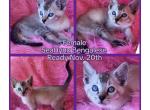 Seal lynx Bengalese female - Bengal Kitten For Sale - Bedford&comma; PA&comma; US