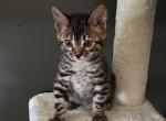 Charcoal Yellow collar - Bengal Kitten For Sale - Litchfield&comma; IL&comma; US