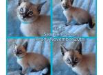 Seal point Bengalese Teal collar - Siamese Kitten For Sale - Bedford&comma; PA&comma; US