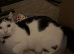 Gibi - Domestic Cat For Adoption - Myersville&comma; MD&comma; US