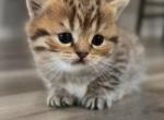 Remy - British Shorthair Kitten For Sale - 