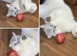 White - British Shorthair Cat For Sale - MA&comma; US