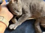 Blue - Russian Blue Kitten For Sale - Staten Island&comma; NY&comma; US