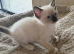 SNOWSHOE SEPT 26 - Snowshoe Kitten For Sale - Bryan&comma; TX&comma; US