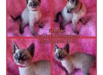 Female Seal lynx bengalese red collar - Bengal Kitten For Sale - Bedford&comma; PA&comma; US