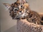 Brown Tortie female pair - Maine Coon Kitten For Sale - Hendersonville&comma; TN&comma; US