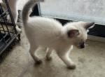 GIRL SIAMESE SEPT 26 - Siamese Kitten For Sale - Bryan&comma; TX&comma; US