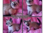 Female Seal lynx Bengalese - Siamese Kitten For Sale - Bedford&comma; PA&comma; US