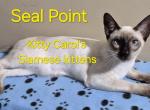 CFA registered Siamese - Siamese Kitten For Sale - Wilmington&comma; DE&comma; US
